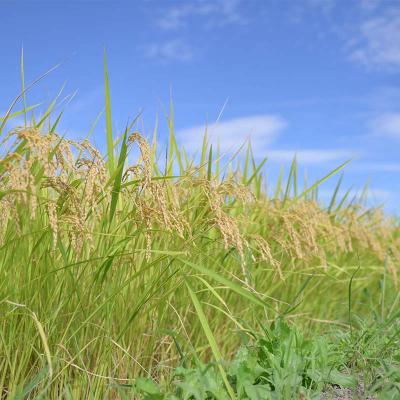 ふるさと納税 戸沢村 【定期便3回】山形県産 はえぬき 10kg(5kg×2)×3回 合計30kgF7W-0259 |  | 03