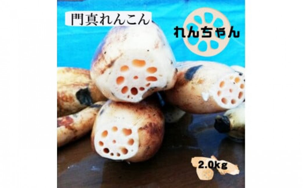 門真れんこん『れんちゃん』2.0kg【門真れんこん　れんこん　もっちりとした食感　河内レンコン　幻のレンコン　甘みが強い 鉄分を多く含む粘土質の土壌 大阪府 門真市 】 272230_BF006