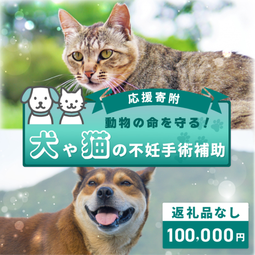 【返礼品なし】動物の命を守る！犬や猫の不妊手術補助 応援寄附（大阪府泉佐野市）　 ON0030