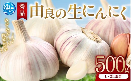 にんにく 秀品　由良の生にんにく 500g / ニンニク 生ニンニク ガーリック ※2026年4月下旬より順次発送【ksnw003】