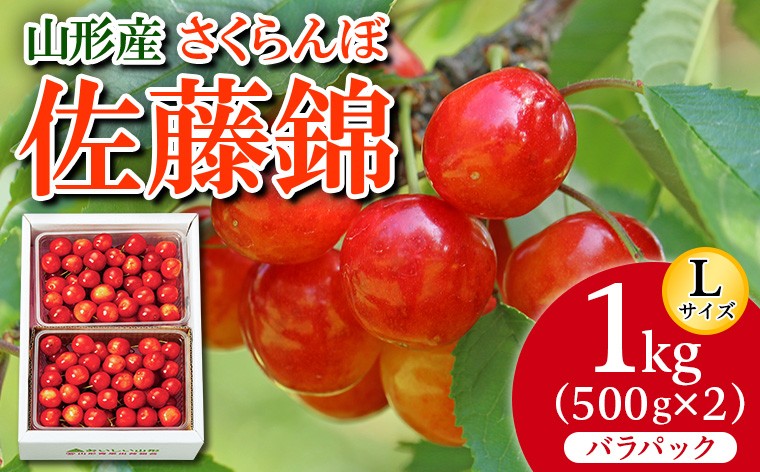 
                  さくらんぼ 佐藤錦 Ｌ1kg(500g×2) バラパック 【令和9年産先行予約】FS26-654
                