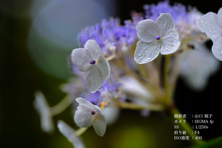 【ソニーEマウント用】SIGMA 105mm F2.8 DG DN MACRO｜Art