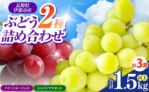 ぶどう 信州伊那産ぶどう2種詰合せセット（1.5kg以上）シャインマスカット クイーンルージュ(R) | ぶどう ぶどう詰合せ 葡萄 セット ぶどう食べ比べ 2種セット シャインマスカット クイーンルージュ 種なし ぶどう高級 フルーツ ギフト フルーツ 旬のフルーツ 伊那市 長野県産 【017-22】