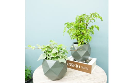 ハイミニポリゴン＜ダークグレー＞2個セット&栄養剤＜オススメの観葉植物でお届け＞【1604393】