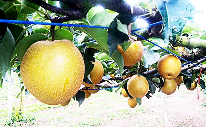 射水の鳥越農園から直送！【大門梨（豊水）】3kg