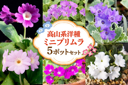 高山系洋種ミニプリムラ5ポットセット