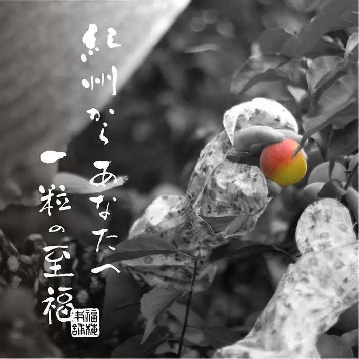 紀州南高梅 梅の鏡1段 まろやか梅【ギフト 木箱入り 贈答用】