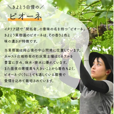 【きよとうファーム】ピオーネ 上級品3-5房入/計2kg~(岡山県産)【配送不可地域:離島】