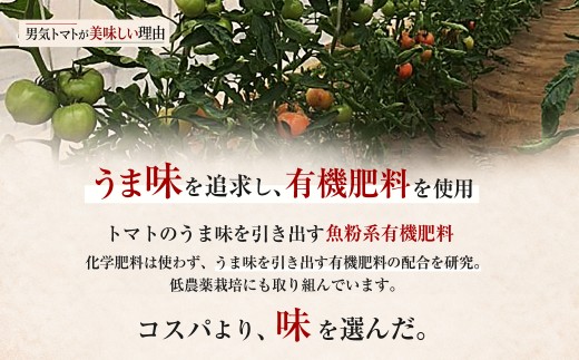 【先行予約】【限定30】男気トマトミニ 1箱 1kg 250kg×4袋 化粧箱入り | ミニトマト トマト プチトマト とまと 野菜 有機肥料 濃厚 完熟 低農薬栽培 無かん水栽培 凝縮 産地直送 農