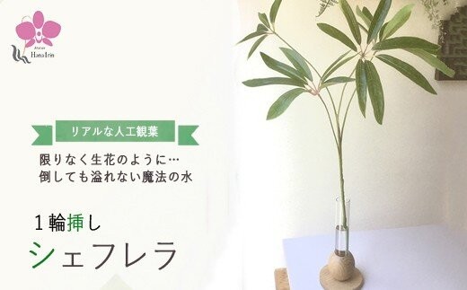
            倒してもこぼれないお水 癒しのグリーン「シェフレラ1輪挿し」光触媒
          