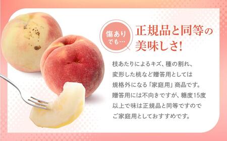 【2025年先行予約】【訳あり】飛騨の桃（4-8玉）糖度15度以上 品種おまかせ 白桃 ご家庭用｜桃 もも 極上の甘さ 濃厚な甘さ 甘い 訳アリ 規格外 朝採り 朝採れ農家直送 飛騨高山つむぎ果樹園 
