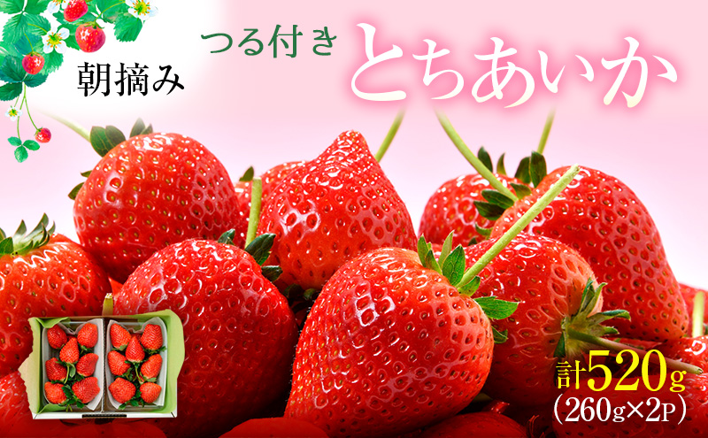 つる付き とちあいか 2パック箱（3～5月発送） いちご 果物 フルーツ 苺 イチゴ くだもの 朝取り 新鮮 美味しい 甘い　※2026年3月上旬～5月中旬頃に順次発送予定