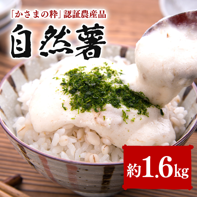 伊藤農園の自然薯　約1.6kg