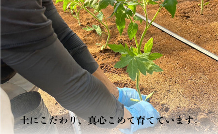 【 先行予約 】 とまと りんか 4kg ﾄﾏﾄ 野菜 リコピン トマトジュース ジュース ケチャップ トマトスープ サラダ パスタ甘い  贈答 ギフト ジューシー 人気 定番 美味しい 厳選 新鮮 