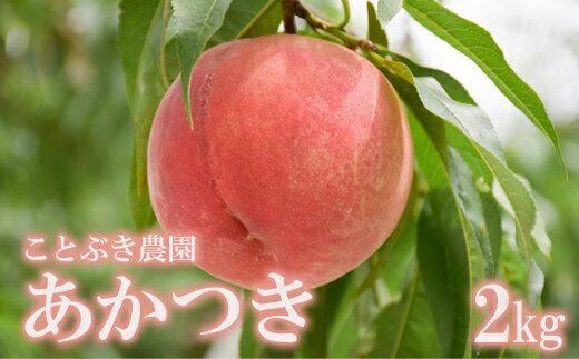 【ふるさと納税】No.2686もも「あかつき」約2kg【2025年発送】