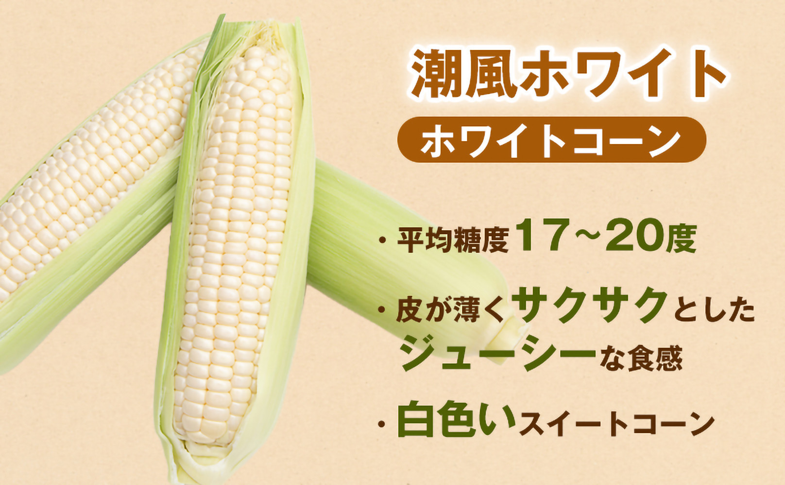 【夏の味覚】潮風ホワイト 2Lサイズ 10～12本 とうもろこし トウモロコシ 白 コーン とうもろこし BBQ 焼き肉 白浜町