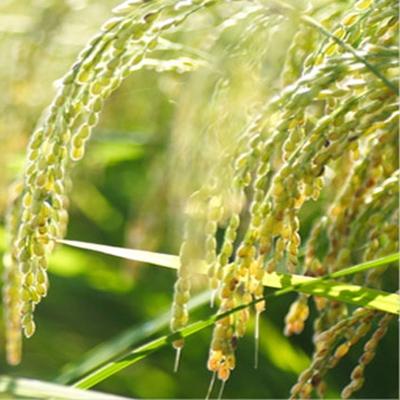 ふるさと納税 弥彦村 令和7年産特別栽培米コシヒカリ「伊彌彦米」5kg |  | 01