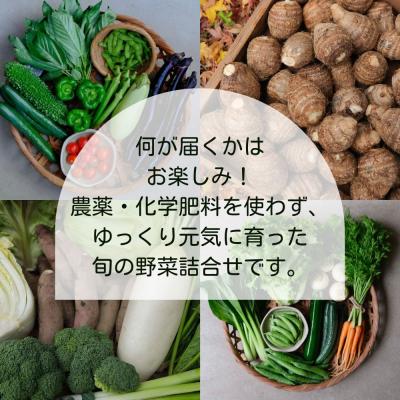 ふるさと納税 京都市 <定期便6回>【よしだのはたけ】旬の野菜8品 やさいBOX |  | 01