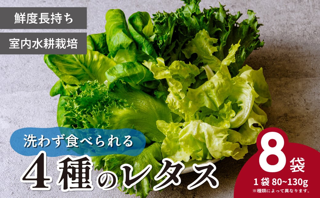 
            ＜洗わず食べられる・室内水耕栽培＞ 4種のレタス 8袋(80～130g/袋) | レタス フリルレタス グリーンジャケット グリーンリーフ サラダ菜 グリーンオーク 新鮮レタス オーガニック野菜 野菜直送 フレッシュ サラダ用野菜 健康志向 こだわり フレッシュ 産地直送 食品ギフト セット 緑黄色野菜 新鮮 安心野菜 旬 低カロリー レタスボウル カロテン 埼玉県 東松山市
          