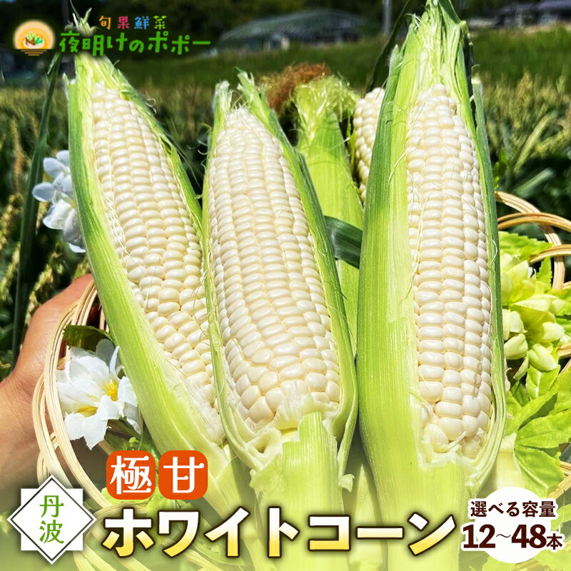 【ふるさと納税】京都府産 極甘ホワイトコーン （ 12本 / 24本 / 48本 ）【 とうもろこし トウモロコシ コーン ホイップコーン 季節の野菜 農家直送 旬 国産 野菜 朝採り 産地直送 期間限定 甘い コーン お取り寄せ 贈り物 ギフト 贈答 京都 綾部 綾部市 夜明けのポポー】