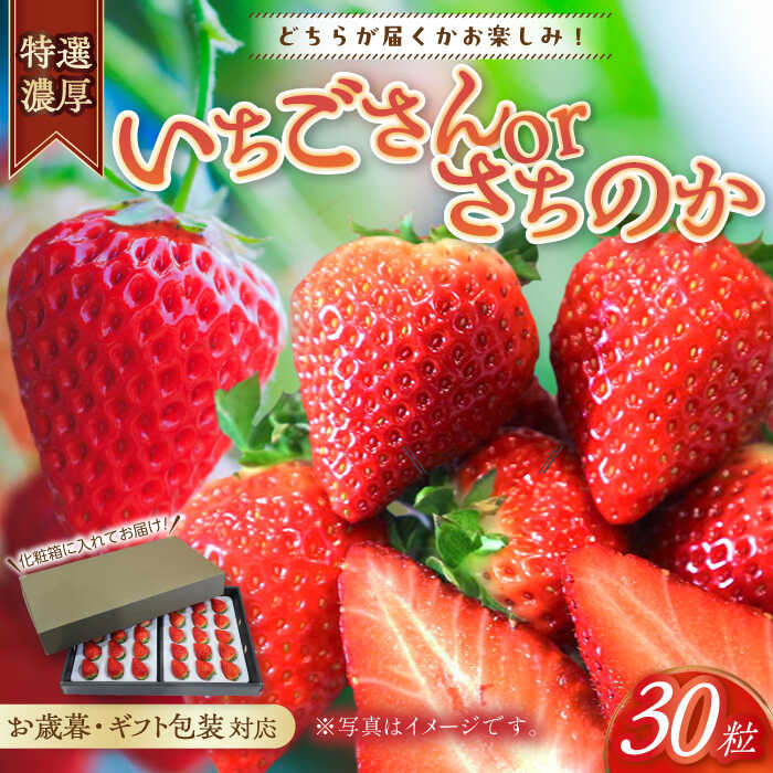【ふるさと納税】【お歳暮用/熨斗付】 特選濃厚苺30粒 品種:いちごさんorさちのか / 佐賀県 / リフルット株式会社 [41ABAA017]