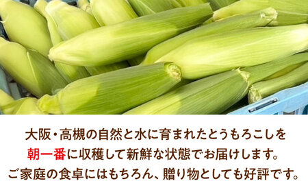 【6月頃発送】スイートコーン 5kg/15本前後 高槻あぐり[AOCS028] とうもろこし とうもろこし とうもろこし とうもろこし とうもろこし とうもろこし