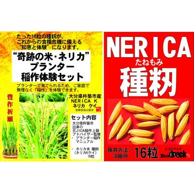 ふるさと納税 杵築市 世界初　! NERICA米の新主食用米粉　(ネリカ稲作体験セット付)(杵築市) |  | 01