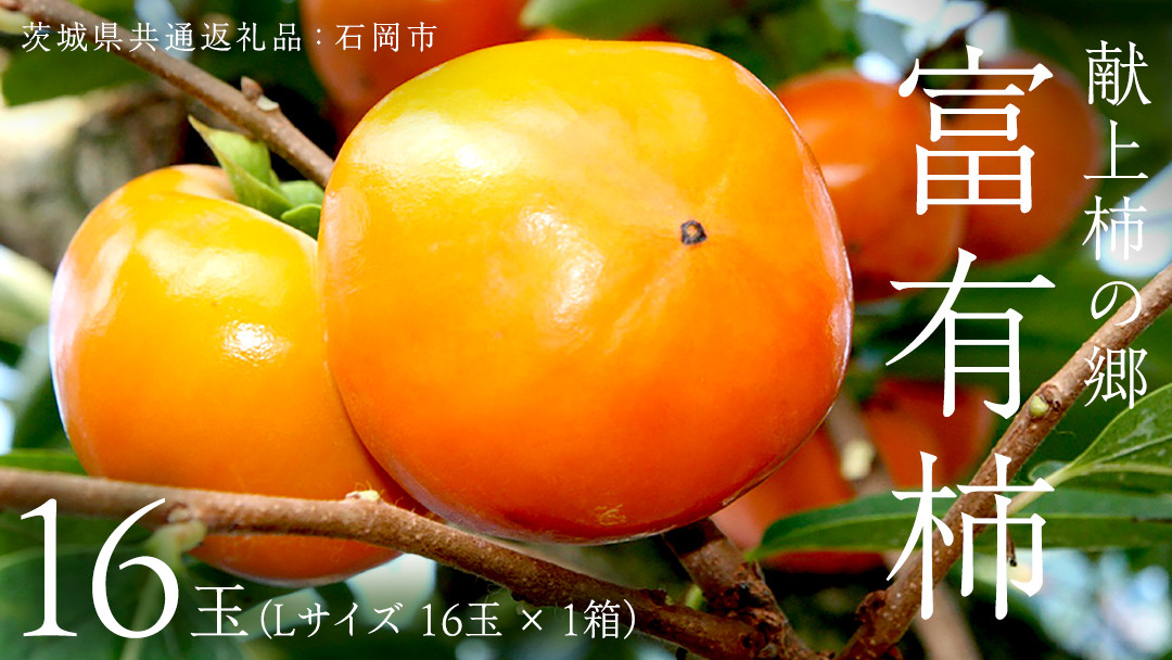 
            献上柿の郷 富有柿 16玉 ( Lサイズ 16玉 × 1箱 ) ( 茨城県共通返礼品 石岡市 ) 2025年11月中旬発送開始 数量限定 果物 くだもの フルーツ 柿 [EZ001sa]
          