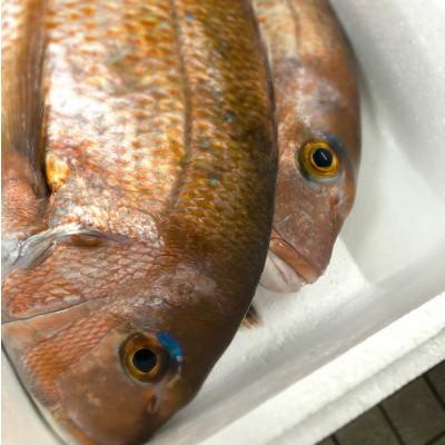 ふるさと納税 今治市 二葉の鯛めし　3食セット【B-117】 |  | 01