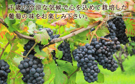 千歳ワイン2022（Chitose Wine）750ml 1本※ギフトボックス無し