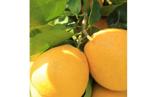 ＜4月中旬～＞有田育ちの爽やか河内晩柑（ご家庭用）約3.5kg | ばんかん 文旦 グレープフルーツ 柑橘 混合 ※4月上旬～6月下旬頃に順次発送予定 ※着日指定不可【ard174A】