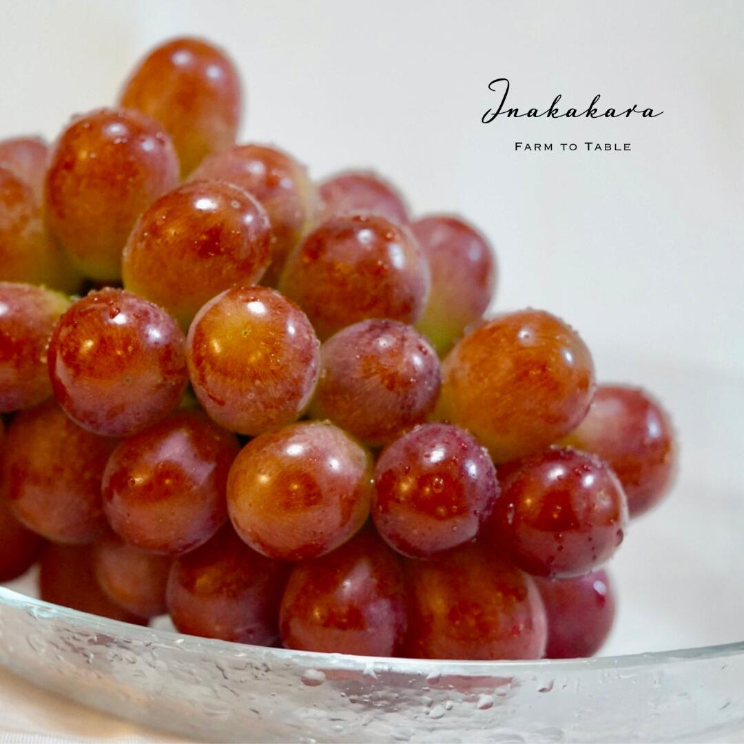 【ふるさと納税】【2026年発送★先行予約】Inakakara 希少な大粒サニードルチェ二房（約1.1~1.2kg） ふるさと納税 おすすめ ランキング サニードルチェ 大粒 笛吹市 国産 人気 期間限定 ぶどう ブドウ 葡萄 旬 果物 フルーツ 山梨県 送料無料 192-005