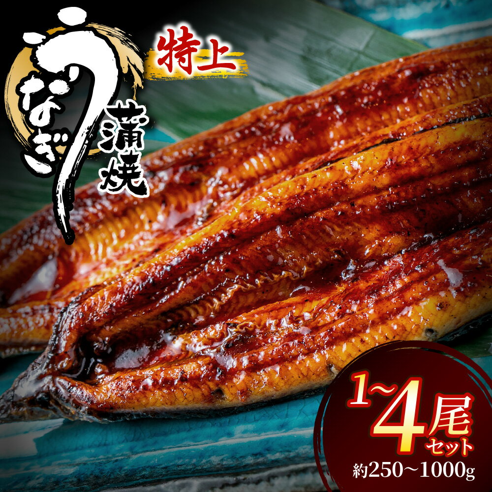 【ふるさと納税】うなぎ 特大 250g×4尾 (計1kg) 蒲焼き 鰻 選べる 1尾 2尾 4尾 【魚住商店】 特上 鰻 ウナギ 人気 特大 炭火 うなぎの蒲焼 丑の日 土用 真空 宗像 美味しい