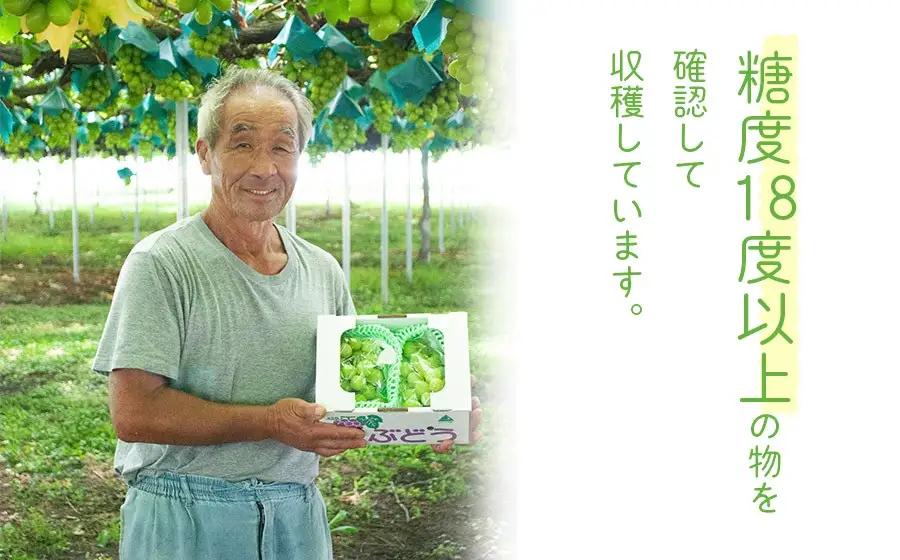 【令和8年産先行予約】 鶴岡市産 シャインマスカット(やや小粒) 約2kg (4～7房)　佐藤農園 