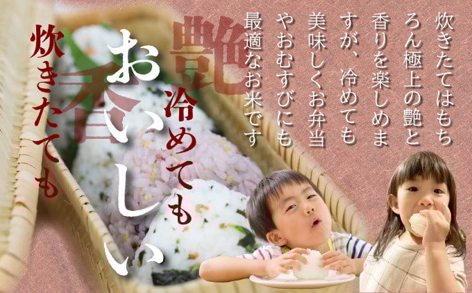 年内発送 12/25まで 特選米100%!令和7年産さがびより(精白米) 5kg 【B-1184-V】