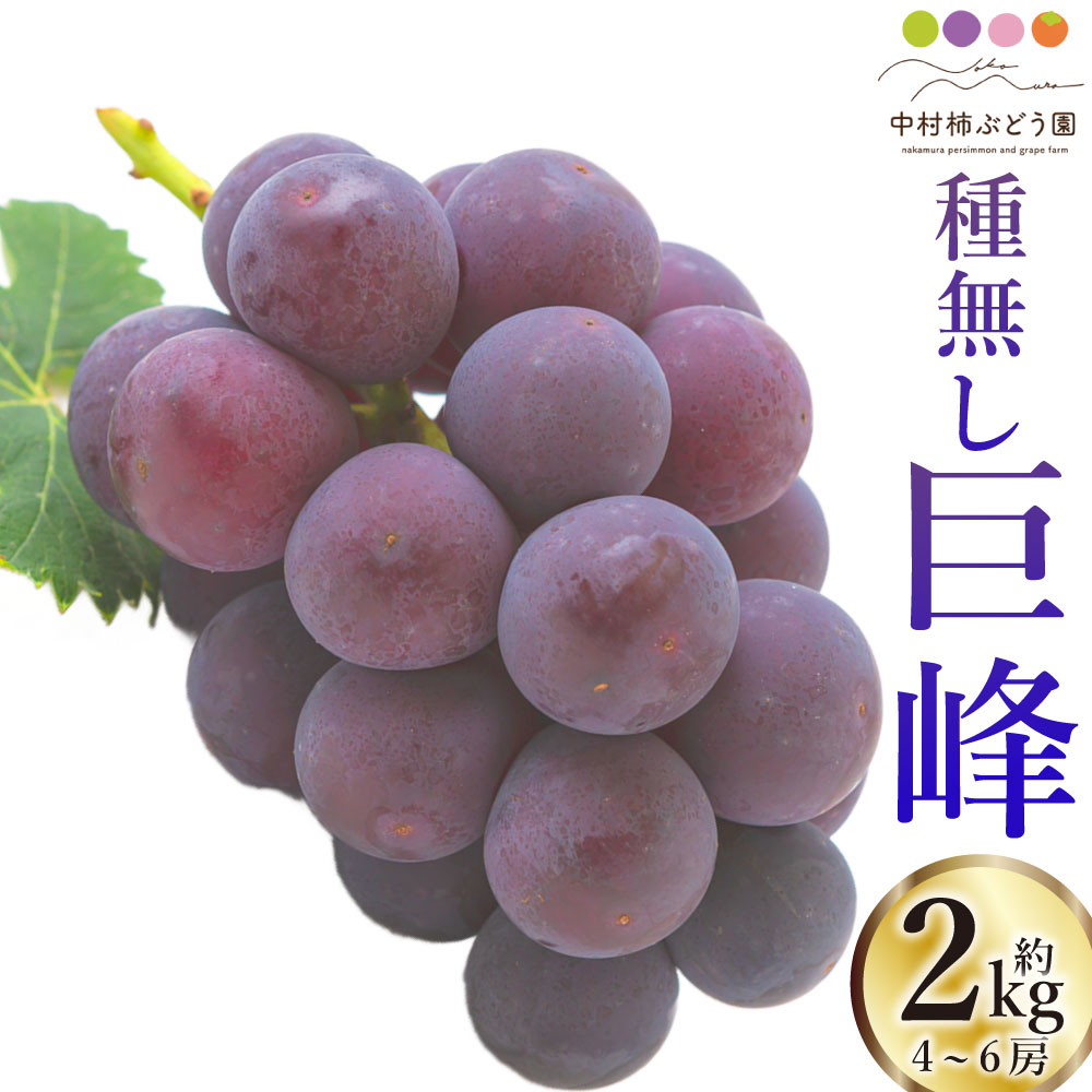 【ふるさと納税】【先行予約】中村柿ぶどう園 種なし巨峰 4房から6房 （約2kg） 【2026年8月上旬～9月上旬より順次発送予定】 種なし 朝採り ぶどう 葡萄 フルーツ 果実 果物 冷蔵 送料無料 福岡県 うきは市