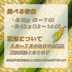 とうもろこし もぎたて ドルチェドリーム 約 4kg 12本~14本 トウモロコシ コーン 美味しい おいしい 茹でとうもろこし 焼きとうもろこし スープ 野菜 やさい バーベキュー BBQ 産地直送