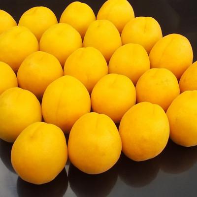 ふるさと納税 千曲市 【2026年先行予約】あんず おひさまコット(生食/皮ごとOK) 2kg |  | 01