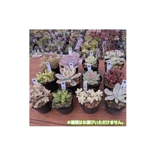 多肉植物ポット苗の錦（斑入り）10個セット [1227]