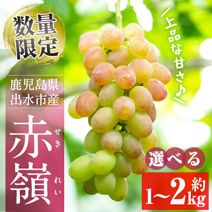 【ふるさと納税】≪数量・期間限定≫〈容量が選べる！〉赤嶺(セキレイ) (計約1kg／計約1.5kg／計約2kg) ぶどう グレープ 果物 くだもの フルーツ 葡萄 旬 糖度 上品な甘さ 歯ごたえ 冷蔵 【山門ぶどう園】