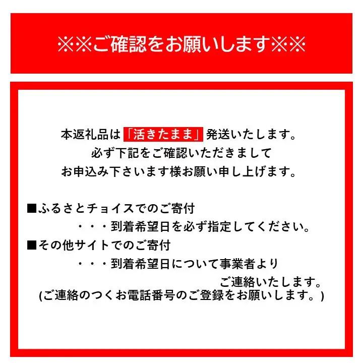 活 伊勢海老 1kg 2～4匹 伊勢海老