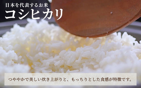 【先行予約】令和8年産  定期便 石川県産コシヒカリ 精米 計10㎏(10㎏×1袋)×3回便 お米 白米 こしひかり｜石川県 小松市 【坂下農産】