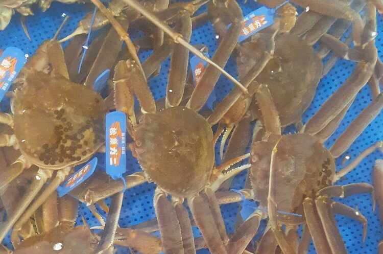 【ふるさと納税】【先行予約】魚新の「山陰沖産ボイル松葉ガニ」大〜特大（2〜4杯 計3〜4kg）＜12月〜2月末までのお届け＞【096_1700】