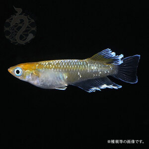 メダカ「レッドクリフ・ダークタイプ」2ペア