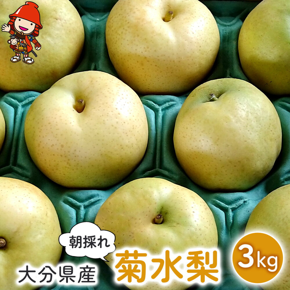【ふるさと納税】梨 菊水梨 約3kg いわき農園 ＜先行予約＞ ｜ 梨 なし 糖度計使用 数量限定 新鮮 産地直送 果物 くだもの フルーツ ギフト 大分県産 九州産 中津市 国産 送料無料 【発送は2025年8月下旬～2025年9月中旬までの予定】