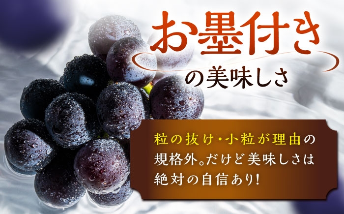ぶどう ブドウ 葡萄 果物 ピオーネ 訳あり 甘い おいしい 産地直送