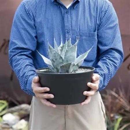 【注目度 急上昇中!】アガベ　パラサナ　9号鉢_花・観葉植物 観葉植物・苗木  _【1434452】