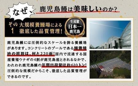 【6回定期】うなぎ 蒲焼 160g×4尾【鹿児島産】地下水で育てた絶品鰻