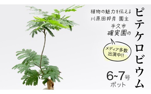 
                  ピテケロビウム 6号～7号ポット 1点 家庭 で 園芸 鉢植え 苗 庭木 果樹 ガーデニング 植物 確実園 観葉植物 インテリア 植木鉢
                