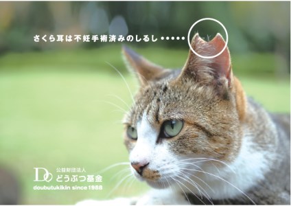 メール便発送【訳あり】野良猫保護支援 さくらねこ ブレンドコーヒー 富士山の湧き水で磨いた スペシャルティコーヒー ドリップ 12g×24袋 コーヒー 珈琲 ブレンド スペシャルティコーヒー 挽き立て